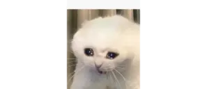 🔰 sad cat, crying cat, meme, animal, cat, white cat telegram sticker