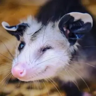 😉 Opossum, Động vật, Dễ thương, Động vật hoang dã, Động vật có túi whatsapp sticker