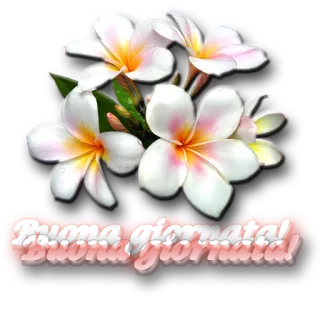 🌺 Buona giornata! цветы, плюмерия, итальянский, хорошего дня, привет telegram sticker