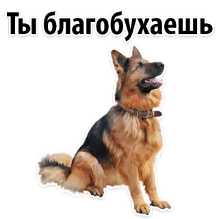 🍷 Ты благобухаешь dog, german shepherd, animal, meme, text, russian telegram sticker