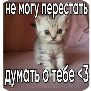 🐱 не могу перестать думать о тебе <3 whatsapp sticker