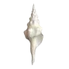 🐚