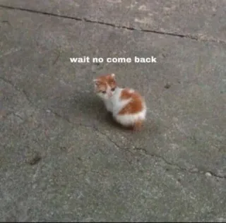 🥺 wait no come back Katze, Kätzchen, Tier, traurig, süß telegram sticker
