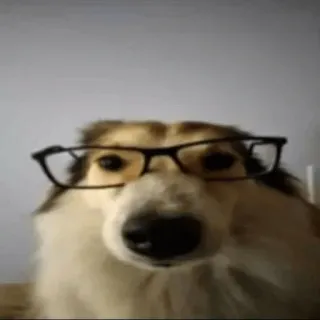 🤓 dog dog, glasses, funny, meme, smart, pet, animal telegram sticker