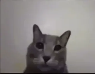 🖕 gato, animal, fofo, animal de estimação, gato doméstico whatsapp sticker