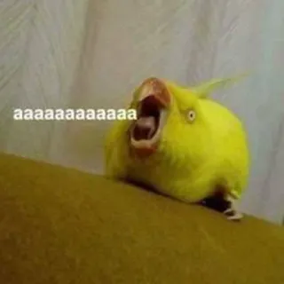 😮 aaaaaaaaaaaa uccello, pappagallo, urlare, urlare, divertente, meme telegram sticker