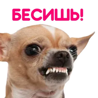 😡 БЕСИШЬ! dog, chihuahua, angry, annoyed, funny telegram sticker