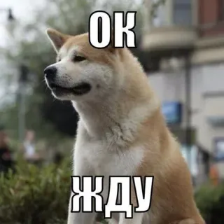😾 OK
ЖДУ pies, Akita, mem, czekanie, rosyjski, OK telegram sticker