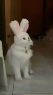 🥺 cat, bunny, rabbit ears, pet, animal, white telegram sticker