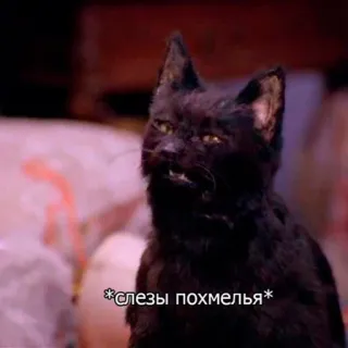 😳 *слезы похмелья* cat, russian, text, animal, black cat, humor telegram sticker