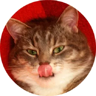 😒 chat, lécher, animal, domestique, mignon telegram sticker