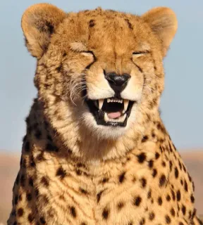 Animolz telegram stickers