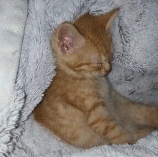 💓 кот, котенок, спит, питомец, животное, милый, оранжевый, домашний whatsapp sticker