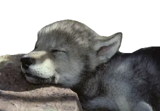 💤 wilk, szczeniak, śpiący, zwierzę, dzika przyroda, natura telegram sticker