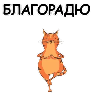 🐱 БЛАГОРАДЮ kot, joga, medytacja, zwierzę, pomarańczowy, naklejka whatsapp sticker