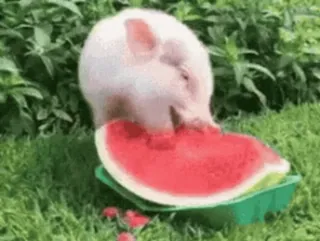 🌟 porco, melancia, animal, fofo, comida, verão telegram sticker