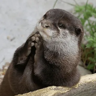 😭 loutre, animal, mignon, faune, mammifère, adorable telegram sticker