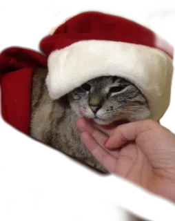 🎅 cat, animal, pet, christmas, hat, cute telegram sticker