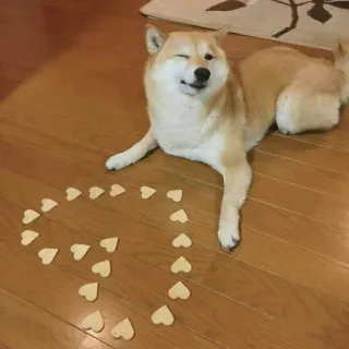 ☁ anjing, shiba inu, hati, cinta, hewan peliharaan, binatang, imut telegram sticker