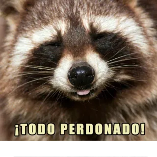 😁 ¡TODO PERDONADO! rakun, binatang, pemaafan, humor, imut, meme whatsapp sticker