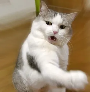 🍥 gato, animal, fofo, animal de estimação, felino, doméstico, mamífero telegram sticker