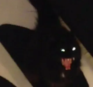 🎥 cat, animal, black cat, angry, pet telegram sticker