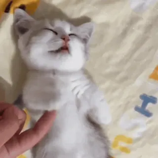 🤩 gatito, gato, mascota, animal, lindo, gato doméstico, cosquillas, divertido whatsapp sticker