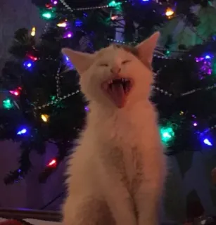 🤩 cat, Christmas tree, funny, cute, animal, pet, kitten telegram sticker