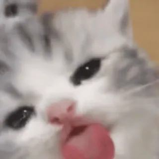 🐈 kucing, menjilat, hewan, peliharaan, imut, anak kucing whatsapp sticker