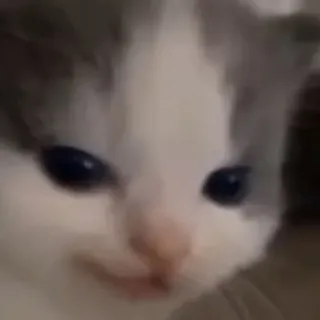 😏 猫, 子猫, 動物, ペット, かわいい, ネコ科 telegram sticker