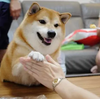 ❤️ dog, shiba inu, pet, animal, friend, high five, cute telegram sticker