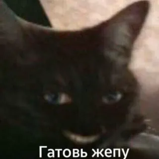 🌟 Гатовь жепу gatto, russo, meme, offensivo telegram sticker