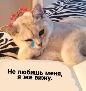 😿 Не любишь меня, я же вижу. แมว, เศร้า, ร้องไห้, เหงา, หัวใจ whatsapp sticker