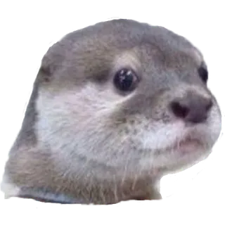 😶 Rái cá, Động vật, Dễ thương, Động vật có vú, Động vật hoang dã telegram sticker