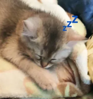 😴 ZZZ gatito, dormir, gato, durmiendo, lindo, animal telegram sticker