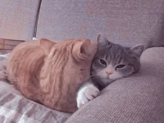 🐱 고양이, 동물, 애완동물, 애완동물, 고양이, 새끼 고양이, 새끼 고양이, 귀여운 telegram sticker