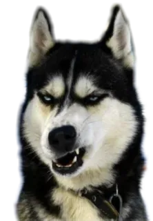 😤 cane, husky, animale, animale domestico, canino, animale da compagnia whatsapp sticker