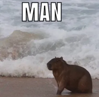😐 MAN capybara, océan, plage, animal, rongeur whatsapp sticker