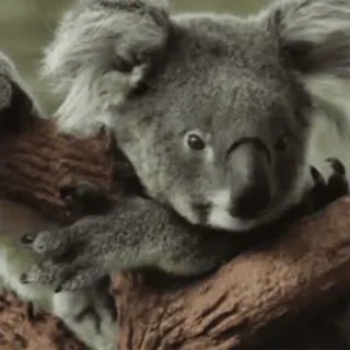 😐 coala, animal, vida selvagem, marsupial, austrália, mamífero, árvore whatsapp sticker