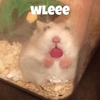 ❤️ WLEee hamster, schattig, dier, knaagdier whatsapp sticker