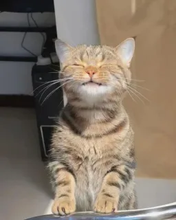 😄 Katze, fröhlich, lächelnd, süß, Tier telegram sticker