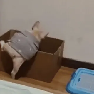 ๐ฅฒ cat, box, animal, pet, kitten, cardboard telegram sticker