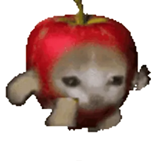 🐈 кот, яблоко, фрукт, милый, смешной, животное telegram sticker