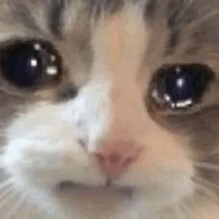 😭 cat, sad, crying, meme telegram sticker