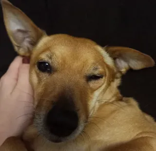 😉 perro, animal, mascota, lindo, animal doméstico, marrón, retrato telegram sticker