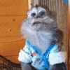 🐵