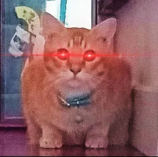 😡 cat, laser eyes, animal, meme, orange cat telegram sticker
