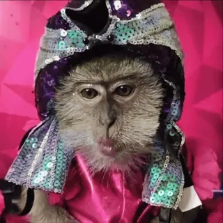 😎 monkey, animal, hat, sequin, clothing telegram sticker