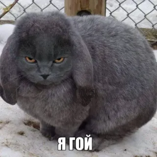 🤩 Я гой cat, rabbit, animal, grey, meme telegram sticker