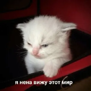 😠 Я нена вижу этот мир แมว, ลูกแมว, น่ารัก, สัตว์, เศร้า, สีขาว, ไม่มีความสุข telegram sticker